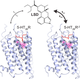 The first mapping of LSD’s structure bound to a human serotonin receptor. (Image: D. Wacker et al., 2017)